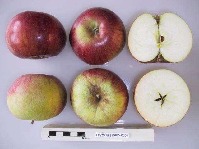Karmen apple