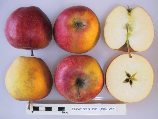 Dukat Spur apple