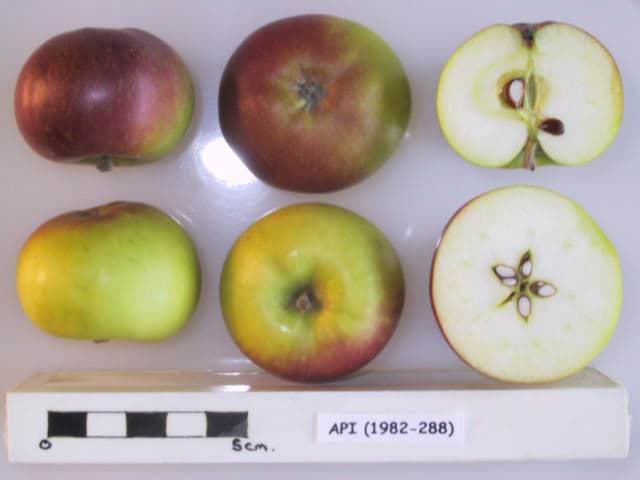 Cardinal apple
