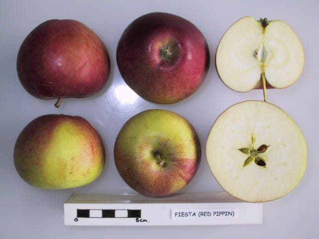 Fiesta apple