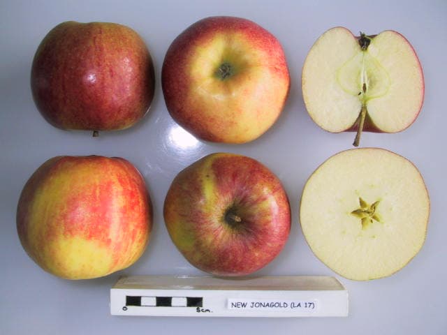 New Jonagold apple