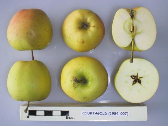 Courtagold apple