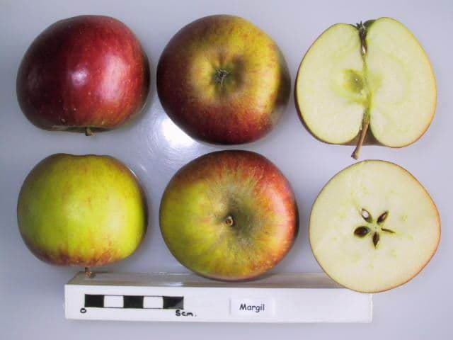 Margil apple