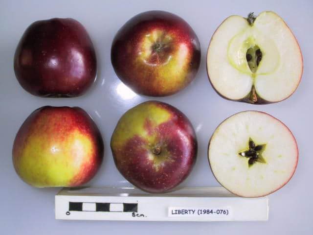 Liberty apple