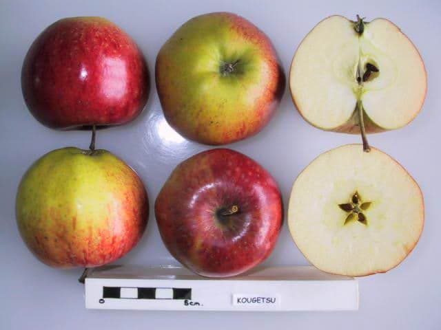 Kougetsu apple