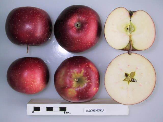 Michinoku apple