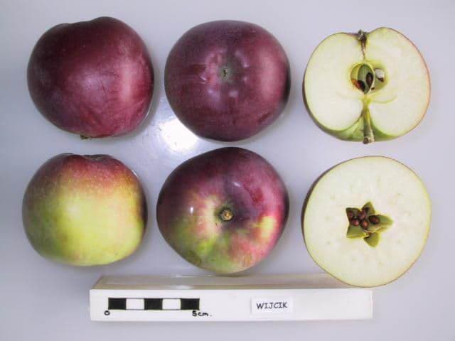 Wijcik apple