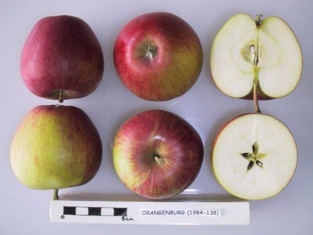 Orangenburg apple