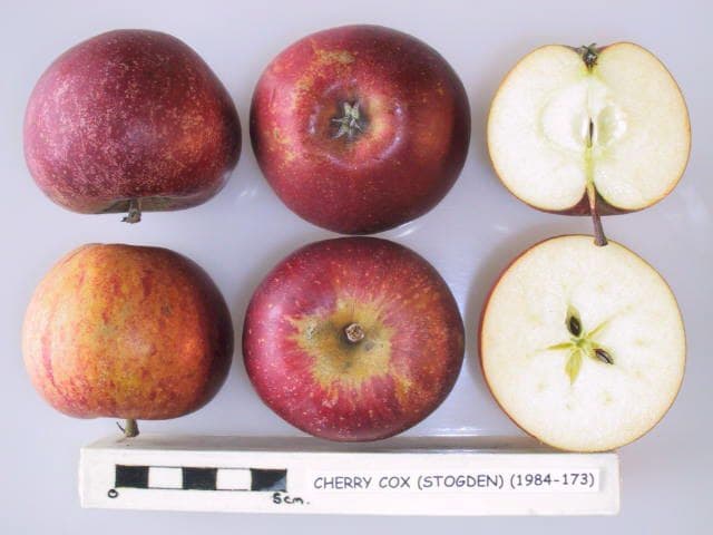 Cherry Cox apple