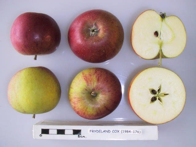 Frydeland Cox apple
