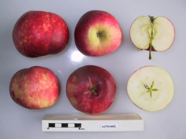 Astramel apple