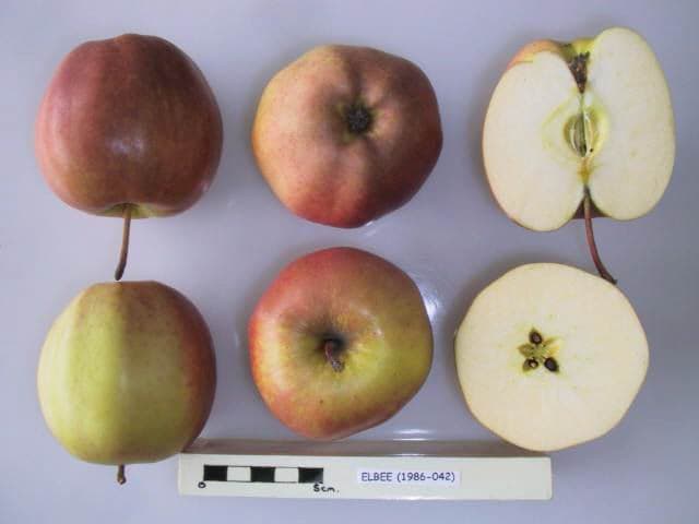 Elbee apple