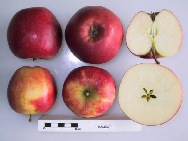Daliest apple