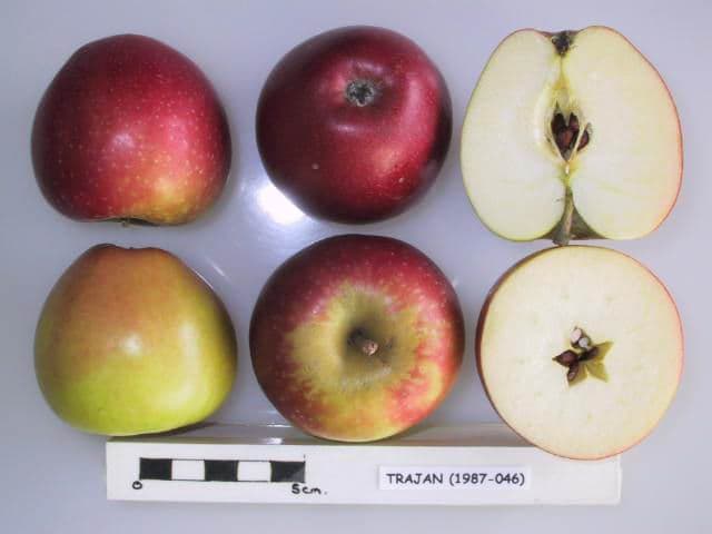 Trajan apple