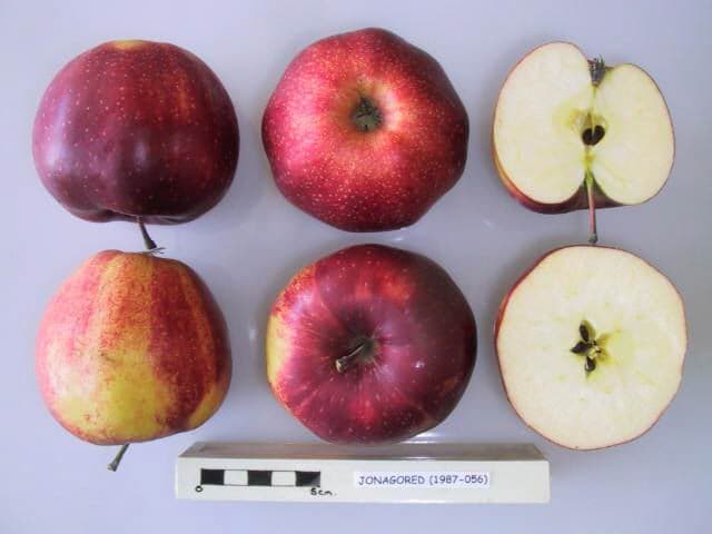 Jonagored apple
