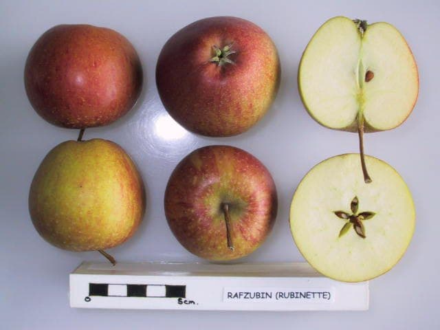 Rubinette apple