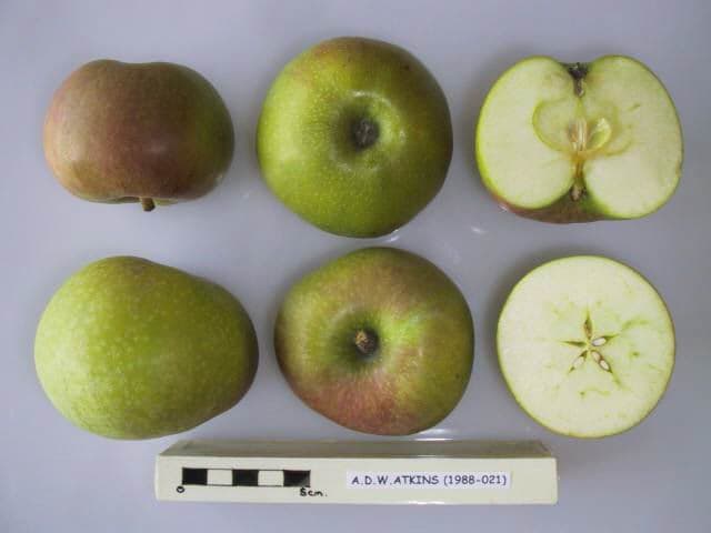 A.D.W. Atkins apple