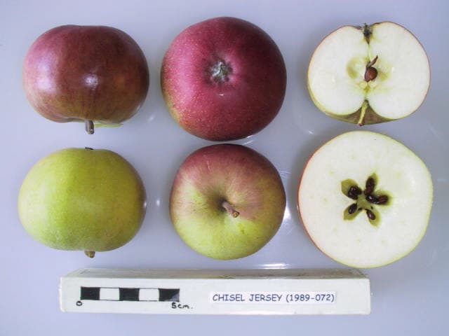 Chisel Jersey apple