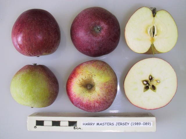 Harry Masters Jersey apple
