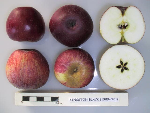 Kingston Black apple