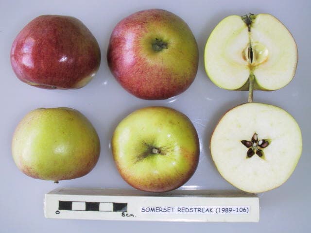 Somerset Redstreak apple