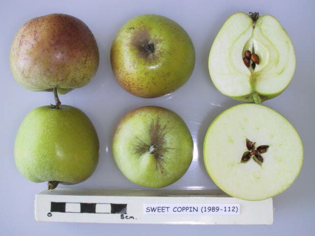 Sweet Coppin apple