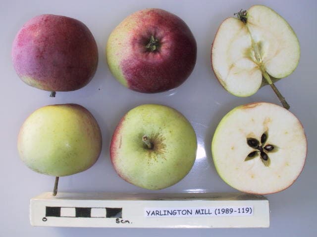 Yarlington Mill apple
