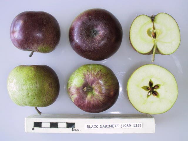 Black Dabinett apple