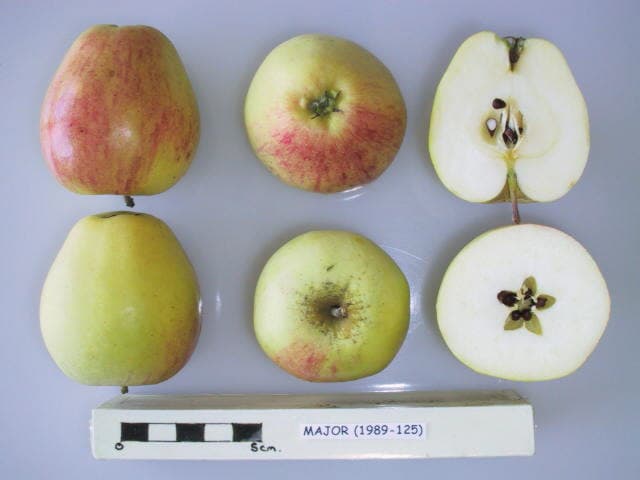 Major apple
