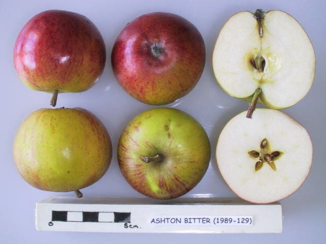 Ashton Bitter apple