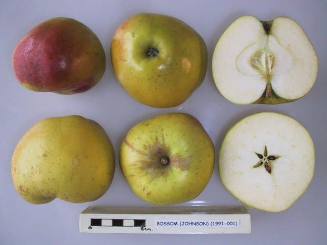 Bossom apple