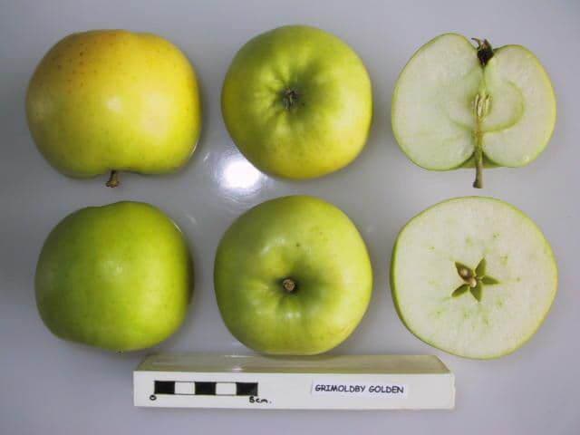 Grimoldby Golden apple