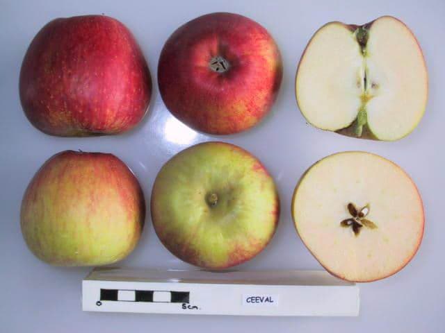 Ceeval apple