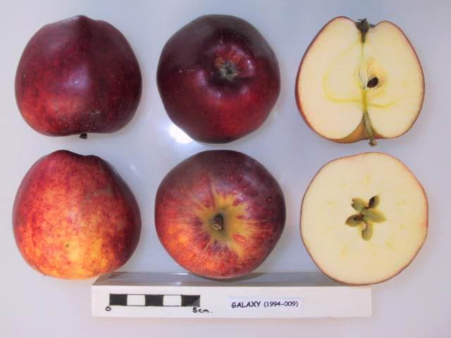 Galaxy apple
