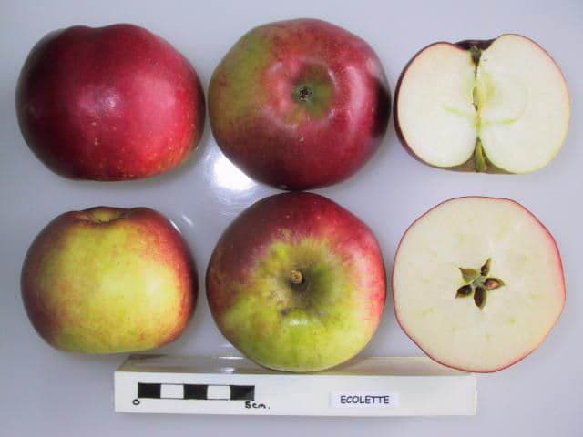 Ecolette apple