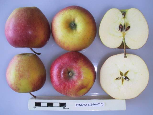 Pinova apple