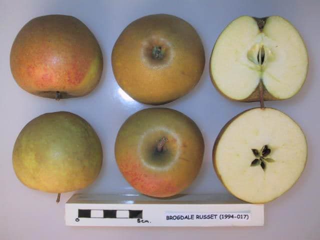 Herefordshire Russet apple