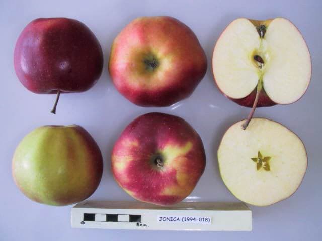 Jonica apple