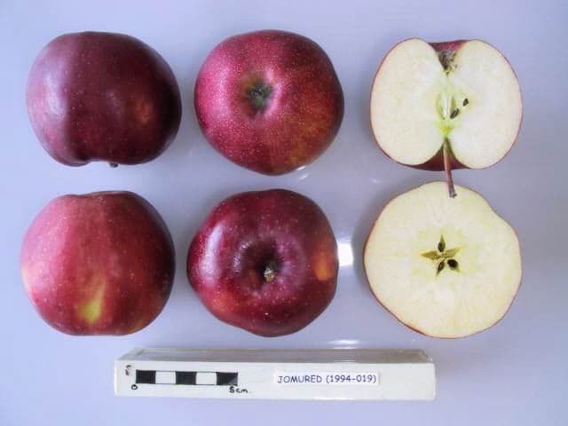Jomured apple