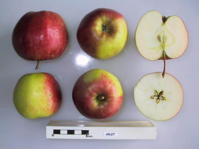 Arlet apple