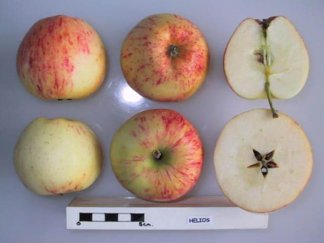 Helios apple
