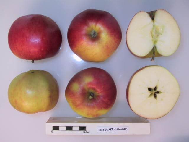 Hatsuaki apple
