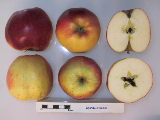 Renora apple
