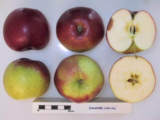 Jonafree apple