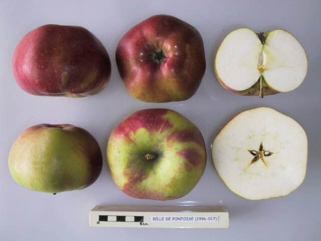 Belle de Pontoise apple