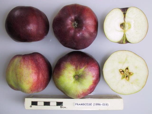 Framboise apple