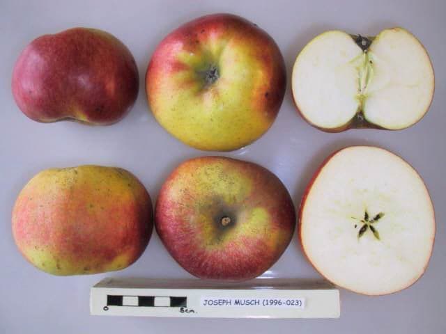 Joseph Musch apple