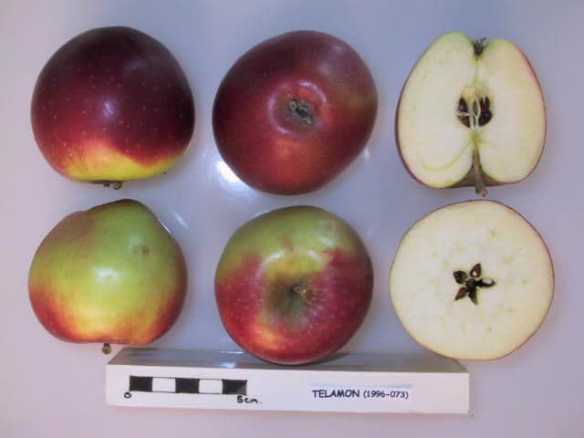 Telamon apple