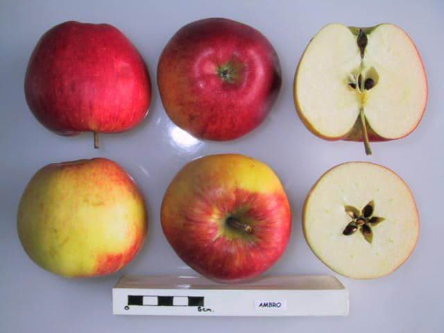 Ambro apple