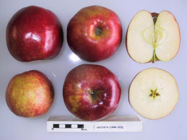 Decosta apple